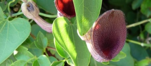 Birthwort found in many herbal supplements has been linked to liver cancer. [Image Credit: Gailhampshire/Wikimedia Commons]