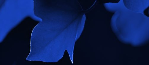 Defining love today requires a course in universal values (Image Monsterkoi Pixabay)