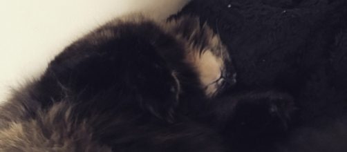 My cat Floofer sleeping next to me - pic: Maria Micu