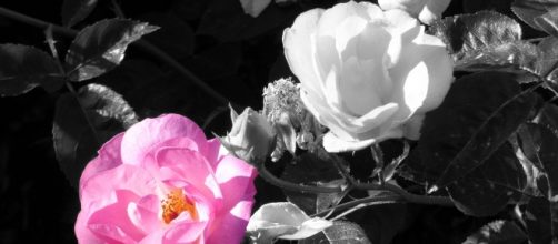 Pink rose / Nick Kenrick via Flickr