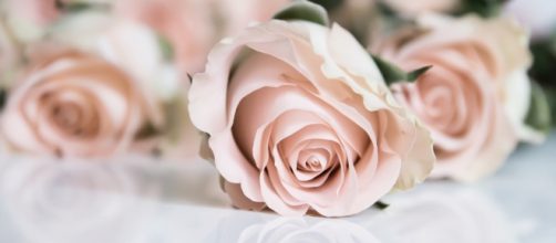 Pink roses / Maria Eklind via Flickr