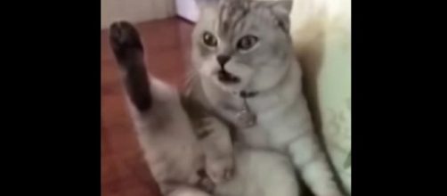 V&iacute;deo com gatinho espantado viraliza na web. (Foto internet)