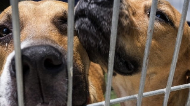 Belgrado: per gli animalisti inglesi capitale di crimini sessuali su animali