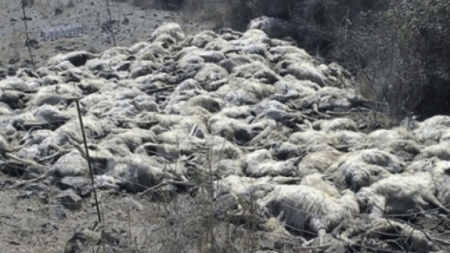 Il gregge ucciso e ritrovato da Polizia Municipale e Forestale.