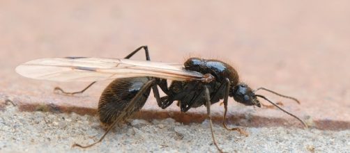 Hormiga f&eacute;rtil en &eacute;poca del vuelo nupcial
