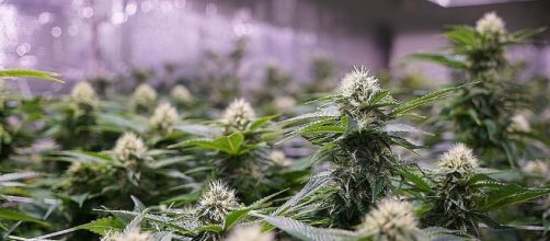 Jeff Sessions promotes increasing the number of medical marijuana growers - Exclusively Reviewed/Flickr.com