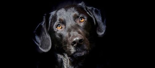 Lulu the black Labrador was fired by the CIA as not being interested in her explosive detection training [Image credit: Pixabay/CC0]