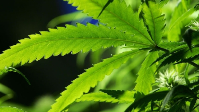 La cannabis &egrave; una pianta originaria dell'Asia centrale