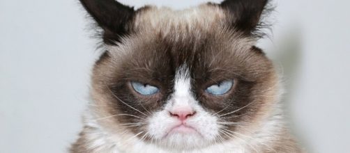 Saiba quando e porque seu gato est&aacute; irritado