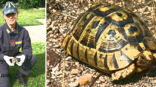 La tartaruga sequestrata dalla Finanza al porto di Olbia.