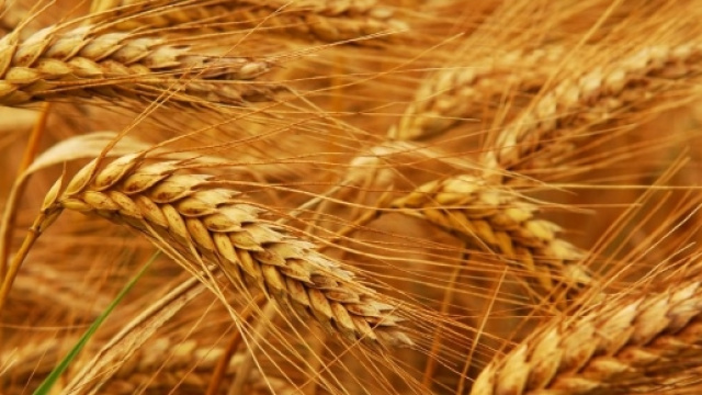 L'allergia al grano, come difendersi, dentro e fuori casa