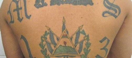 A member of the notorious MS-13 gang displays his tattoos.[image credit;ICE/Wikimedia Commons]
