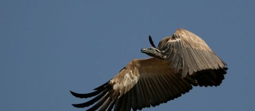 Marakele Cape vutures Waterberg South Africa NJR ZA CC BY-SA 3.0 Wikimedia Commons