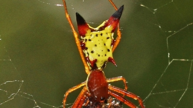 Il 'Ragno Pikachu' Micrathena sagittata (Ph. Judy Gallagher)