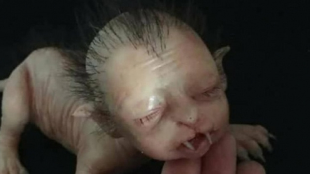 La creatura met&agrave; gatto e met&agrave; neonato