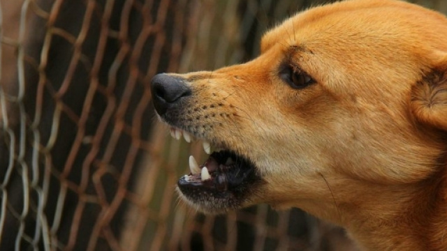 Bimbo francese muore di rabbia di rientro da una vacanza - velvetpets.it