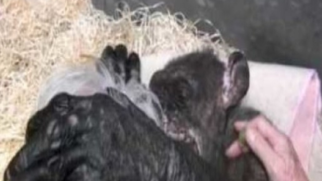 Scimpanz&eacute; prima di morire abbraccia intensamente il suo amico uomo [Video]