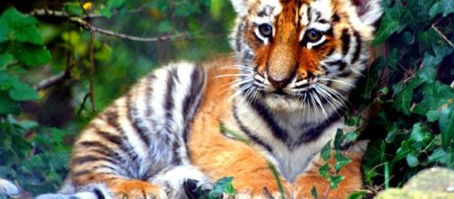 An underweight Bengal Tiger was among one of the many animals rescued.[Image credit: Keven Law/Wikimedia Commons]