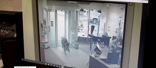 Wild boars invaded a northern German town injuring 4 people [Image credit: Associated Press/YouTube]