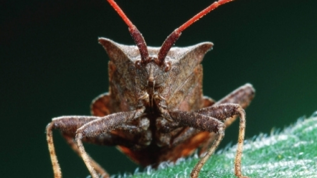 La cimice asiatica, praticamente priva di nemici naturali, minaccia i frutteti italiani