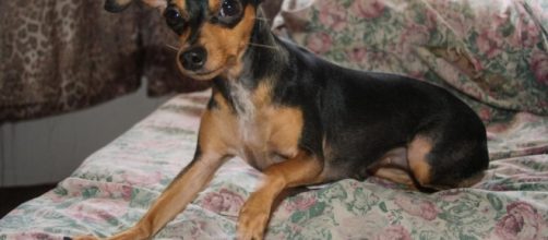 No podr&aacute;s creer lo que le hicieron a una pobre perra