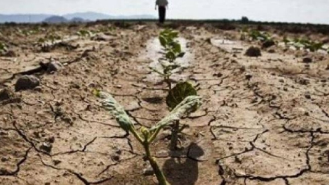 margheritalive.it 830 x 487 Margherita: siccit&agrave; campagne pugliesi