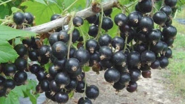 Sostanze (antocianine) estratte da ribes nigrum riducono la glicemia e il colesterolo LDL.