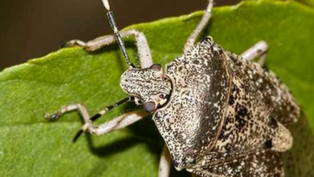Contrasto alla cimice asiatica, Unimore chiede l'aiuto dei ... - modenatoday.it