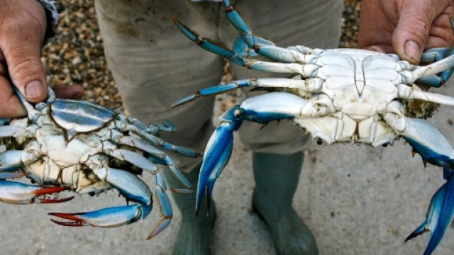 Specie aliene del mare: il granchio blu minaccia il Mediterraneo Centrale - giornaledipuglia.com