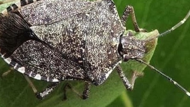 Un esemplare di cimice asiatica