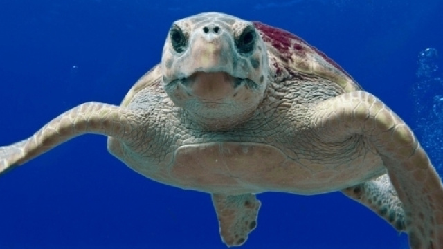 Un esemplare di tartaruga Caretta caretta