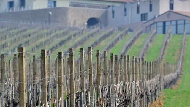 Un vigneto dell'alto Trevigiano