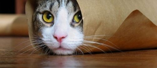 Cosas que no sab&iacute;as sobre los gatos