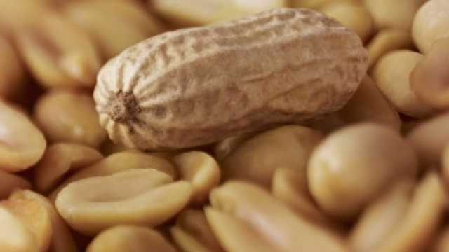 Aracnidi e noccioline in primo piano