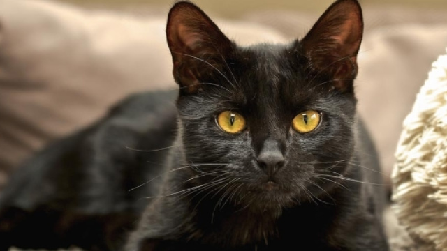 Biglia-Milan: i laziali avvisano i rossoneri, &ldquo;E' un gatto nero ... - cittaceleste.it