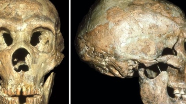 Il cranio di Shanidar, che presenta lesioni incompatibili con la vita di allora