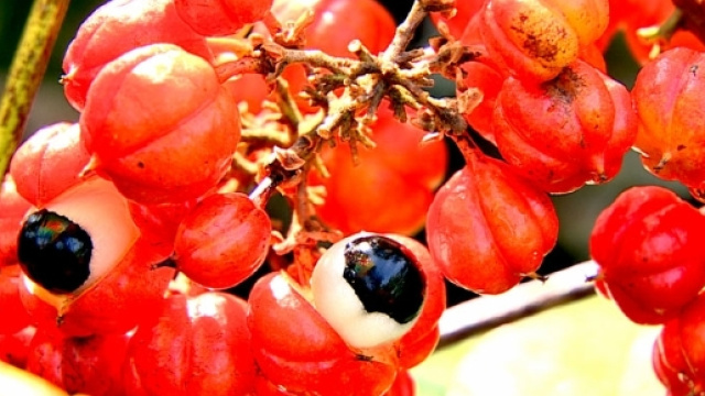 Inran 900 x 600 Guaran&agrave;: un integratore per darti energia