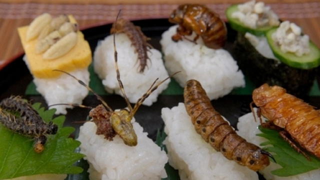 Saranno circa duemila le specie di insetti inserite nella lista dei Novel Food a partire dal 2018