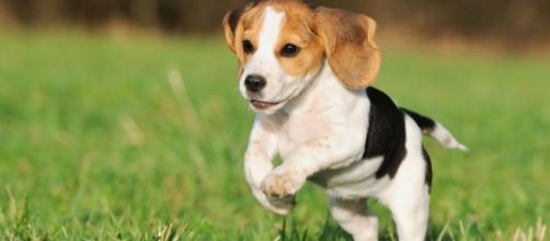 Los perros siempre est&aacute;n felices. Public Domain.