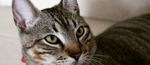 Un ni&ntilde;o rescata miles de gatos.