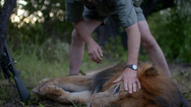 Un leone appena abbattuto in una scena di 'Trophy' - via Google Images
