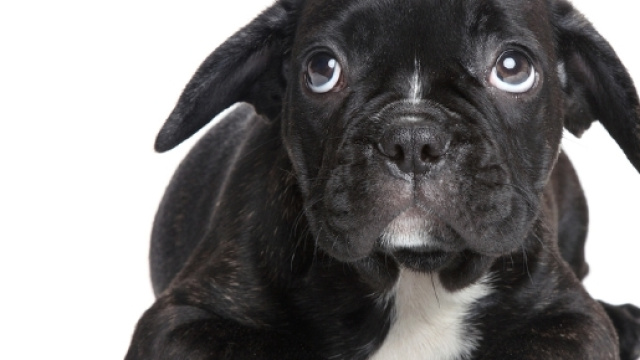 Le espressioni del muso del cane servono per comunicare stati d'animo