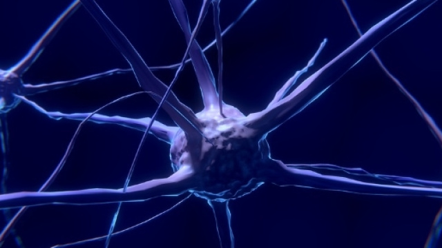 Database per catalogare neuroni vivi