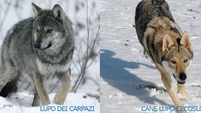 Differenze tra lupo e cane lupo Cecslovacco - Lupi del Montale - canelupo-cecoslovacco.it
