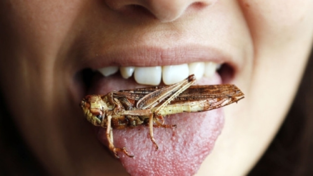 Il Parlamento europeo approva gli insetti a tavola - lacucinaitaliana.it