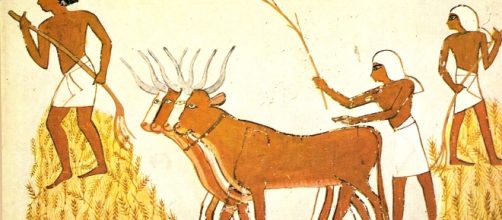 Campesinos egipcios recogiendo la cosecha de cereales, ayudados por animales.