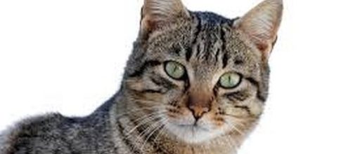 October 29 is National Cat Day. [Image: commons.wikimedia.org]