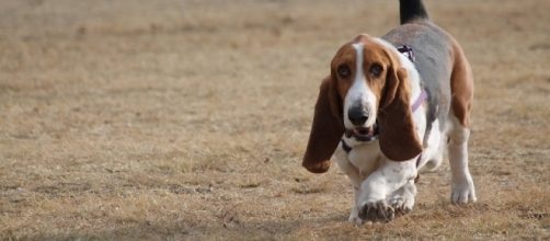 Molly the Bassett Hound found what looked like an intact human penis and testicles on the beach [Image: PIxabay/CC0]