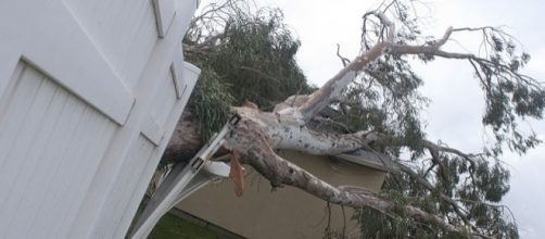 Hurricane Sandy uproots a tree (Image credit - Brett Perkins - Wikimedia Commons)