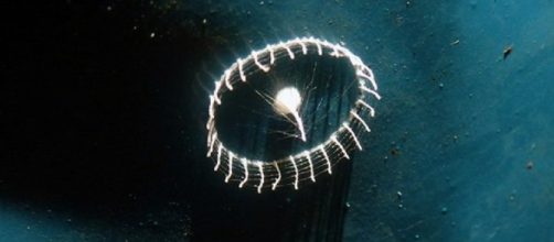 Teias at&iacute;picas encontrada na Floresta Amaz&ocirc;nica